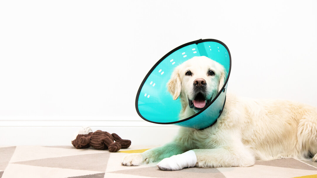 Why Dogs Wear Cones & What Alternatives to Try Purina